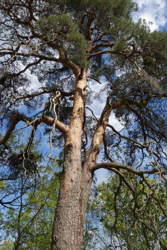 Art-und Wesensorientierte Baumpflege&nbsp;
Die Vielfalt des Lebens ist in jeden Baum wahrzunehmen.
Jedes Baumwesen ist einzigartig.
Die einzelnen Arteigenschaften und Wesensz&uuml;ge sind bei der Pflege jeden Baumes zu beachten.
Die Baumansprache ist deshalb wichtig.
In Verbindung gehen, den Baum mit all seinen Wesenheiten wahrnehmen, seine Geschichte ber&uuml;cksichtigen und ihn in seiner Momentsituation einsch&auml;tzen.&nbsp;