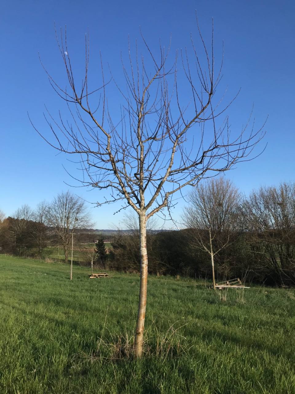 Professionelle Obstbaumpflege
Beginnend mit der Pflanzung bis hin zur Altbaumpflege.&nbsp;
Jede Lebensphase eines Baumwesens erfordert die dazu passende Pflege.
Dabei sind Art - und Sortenspezifische Eigenschaften des Obstgeh&ouml;lzes besonders wichtig.
Die grosse Pflegekunst liegt darin den Baum ins Gleichgewicht zu bringen.